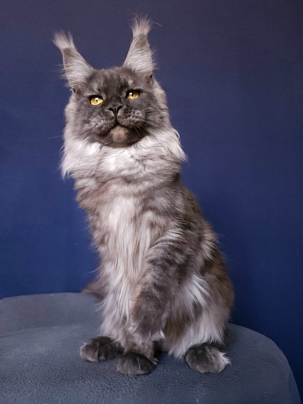 Bella Cat Akbars - Adult maine-coon 11 months
