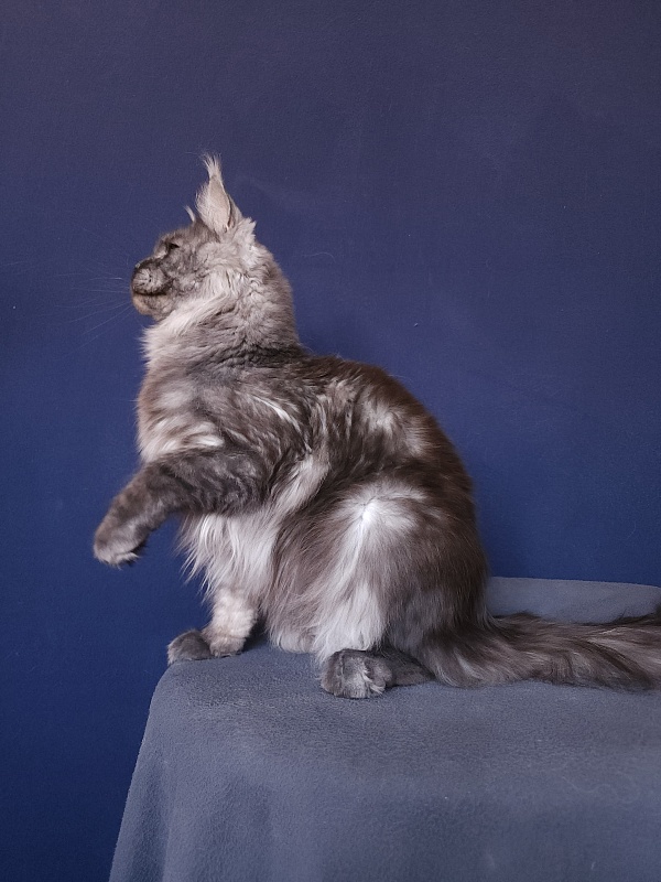 Bella Cat Akbars - Adult maine-coon 11 months