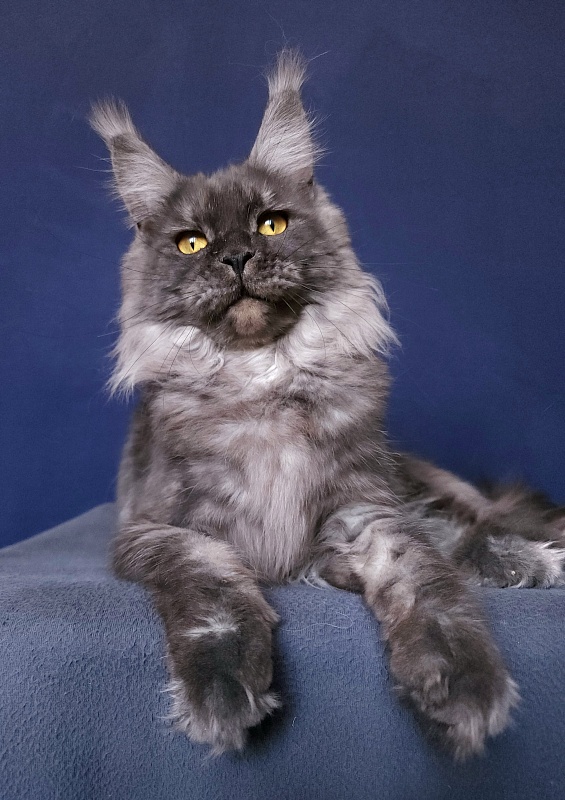 Bella Cat Akbars - Adult maine-coon 11 months