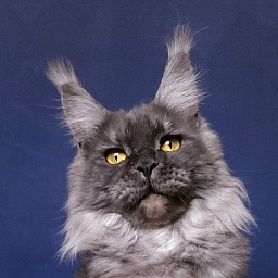 Bella Cat  Akbars