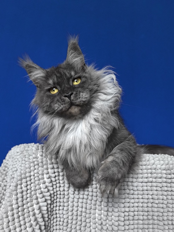 Bella Cat  Akbars - Adult maine-coon 2 years 2 months 3.5 weeks