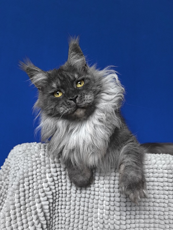 Bella Cat  Akbars - Adult maine-coon 2 years 2 months 3.5 weeks
