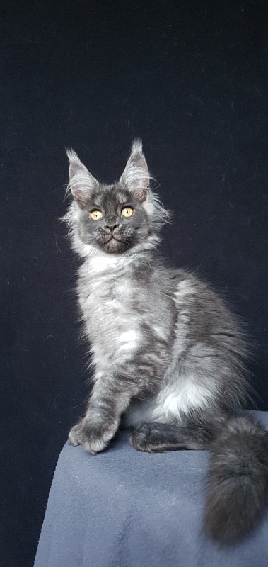Bella Cat Akbars - Kitten maine-coon 3 months 1.5 week