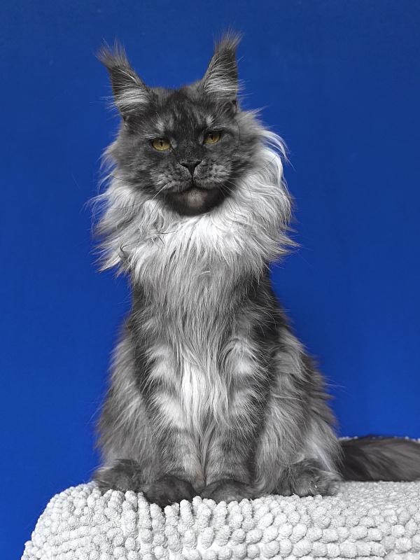 Bella Cat  Akbars - Adult maine-coon 2 years 2 months 3.5 weeks