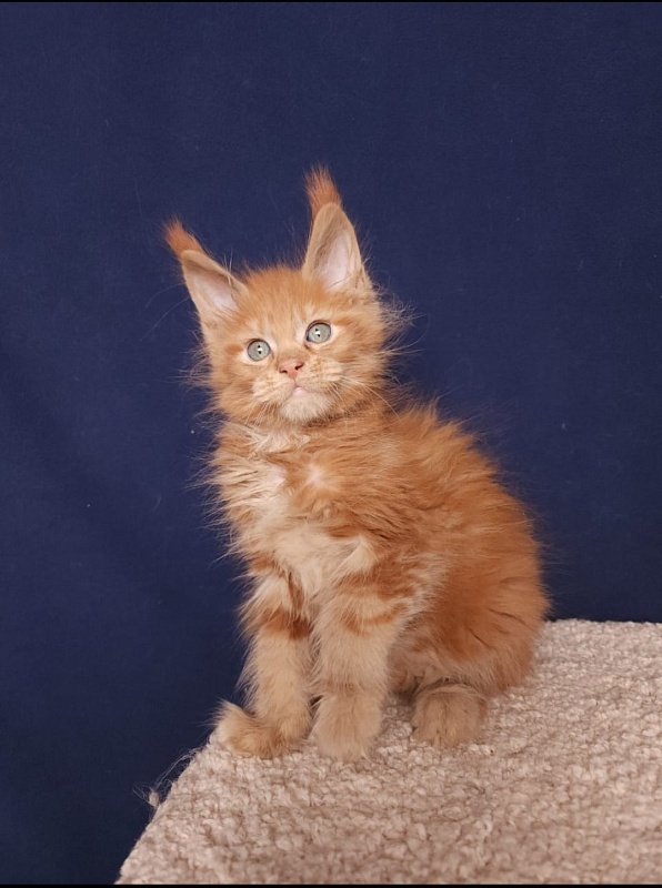 Mico Akbars - Kitten maine-coon 2 months