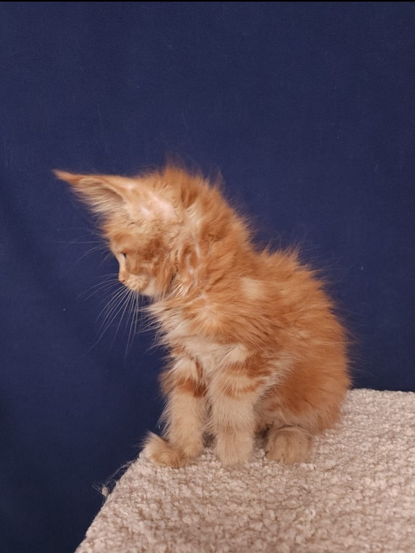 Mico Akbars - Kitten maine-coon 2 months