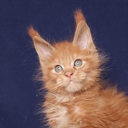 Mico  Akbars