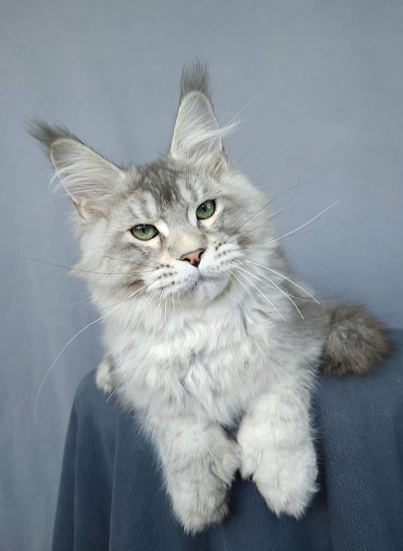 Mitya Akbars (polydactyl 66/66) - Kitten maine-coon 3 months