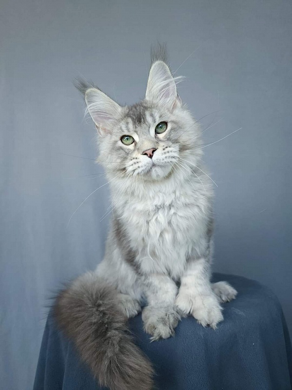 Mitya Akbars (polydactyl 66/66) - Kitten maine-coon 3 months