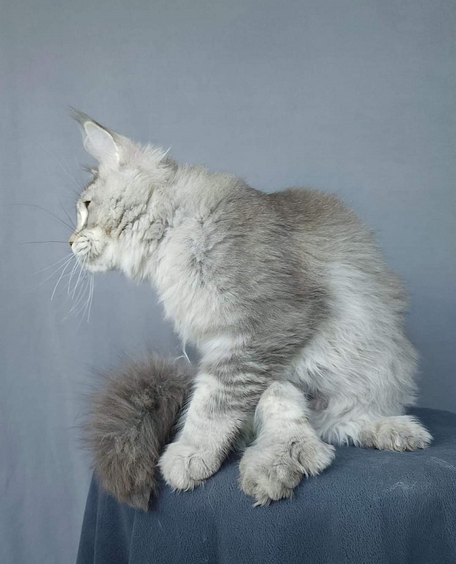 Mitya Akbars (polydactyl 66/66) - Kitten maine-coon 3 months