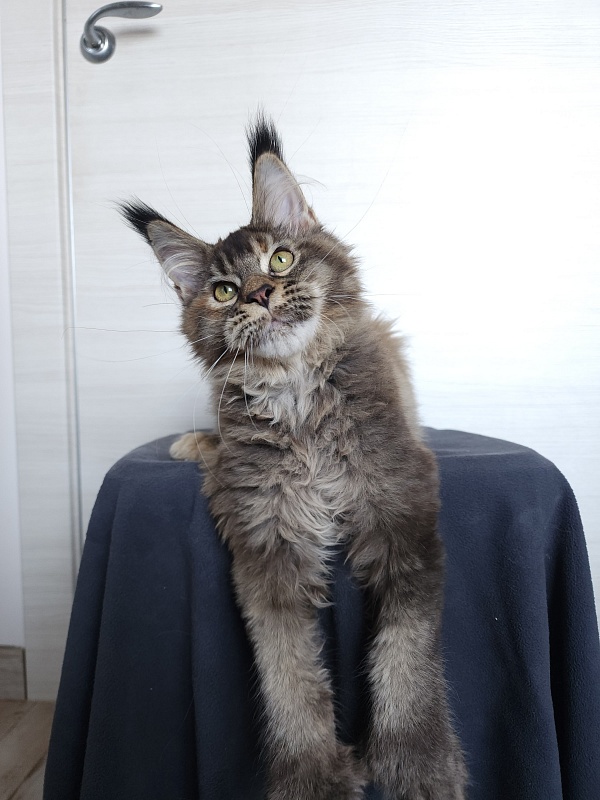 Messy Akbars (polydactyl 66/66) - Kitten maine-coon 4 months
