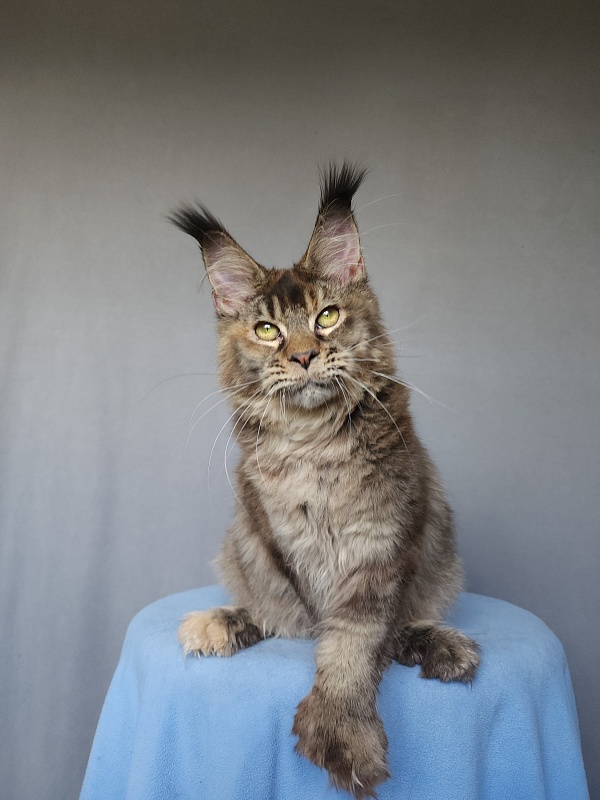 Messy Akbars (polydactyl 66/66) - Kitten maine-coon 6 months 0.5 weeks