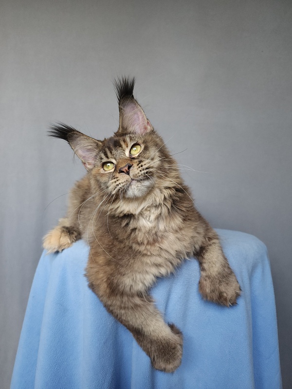 Messy Akbars (polydactyl 66/66) - Kitten maine-coon 6 months 0.5 weeks