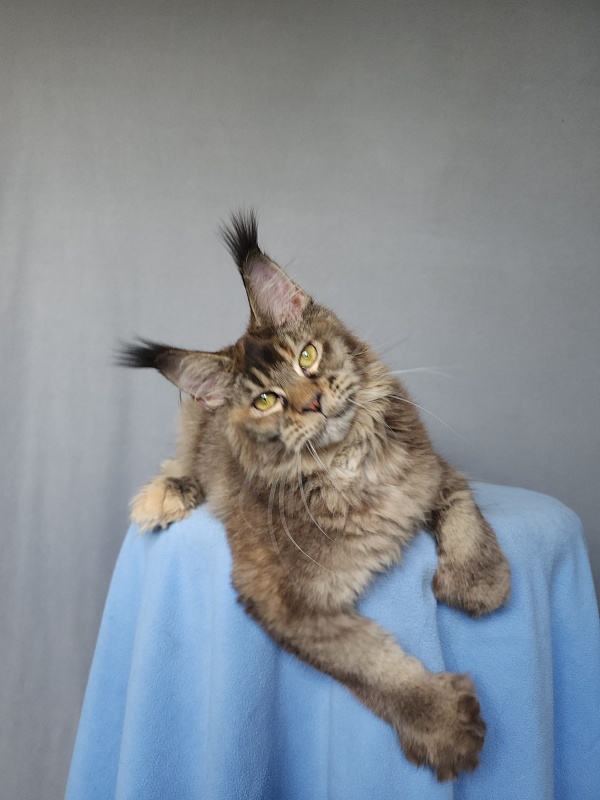 Messy Akbars (polydactyl 66/66) - Kitten maine-coon 6 months 0.5 weeks