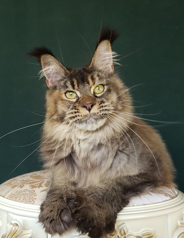 Messy Akbars (polydactyl 66/66) - Junior maine-coon 9 months 2.5 weeks