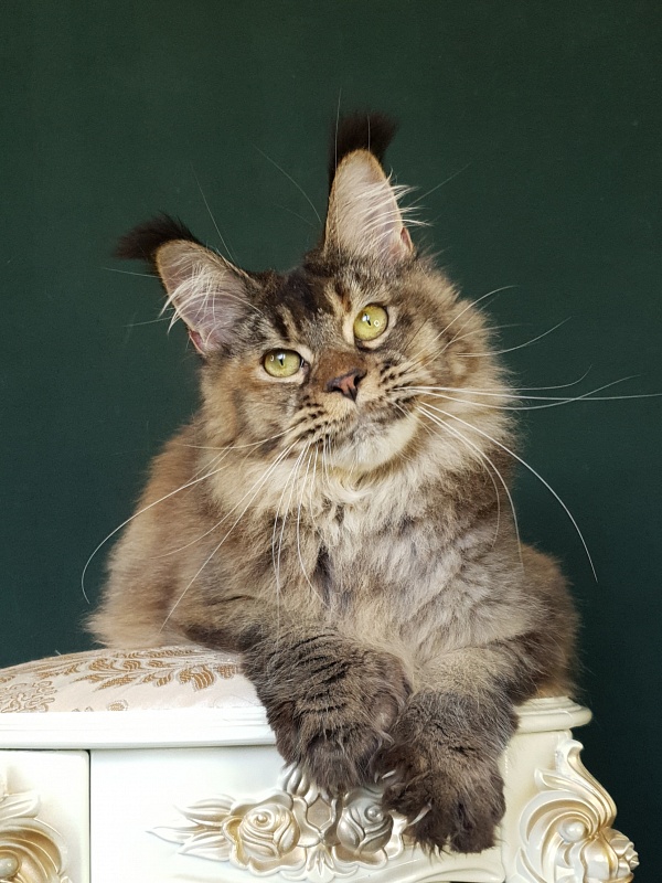 Messy Akbars (polydactyl 66/66) - Junior maine-coon 9 months 2.5 weeks