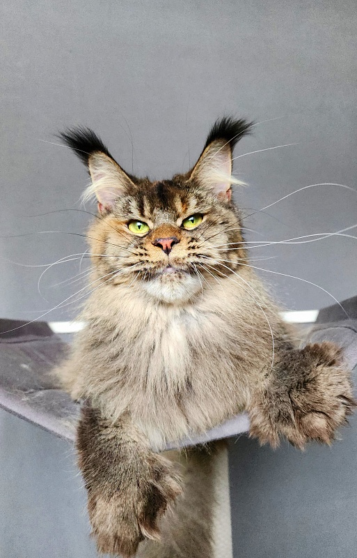 Messy Akbars (polydactyl 66/66) - Adult maine-coon 1 year 1 month 3 weeks