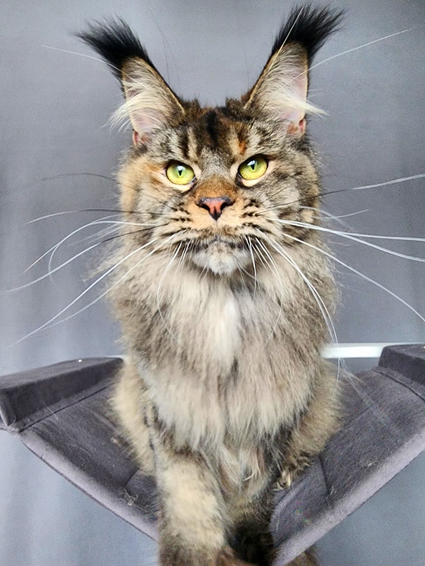 Messy Akbars (polydactyl 66/66) - Adult maine-coon 1 year 1 month 3 weeks