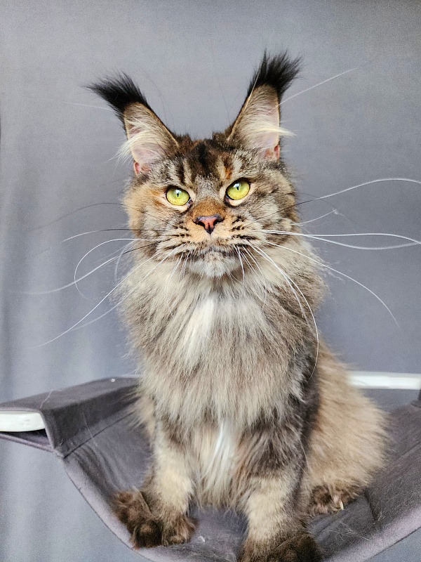 Messy Akbars (polydactyl 66/66) - Adult maine-coon 1 year 1 month 3 weeks