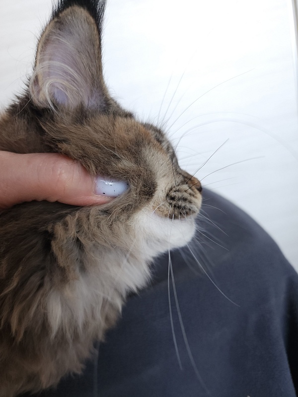 Messy Akbars (polydactyl 66/66) - Kitten maine-coon 4 months