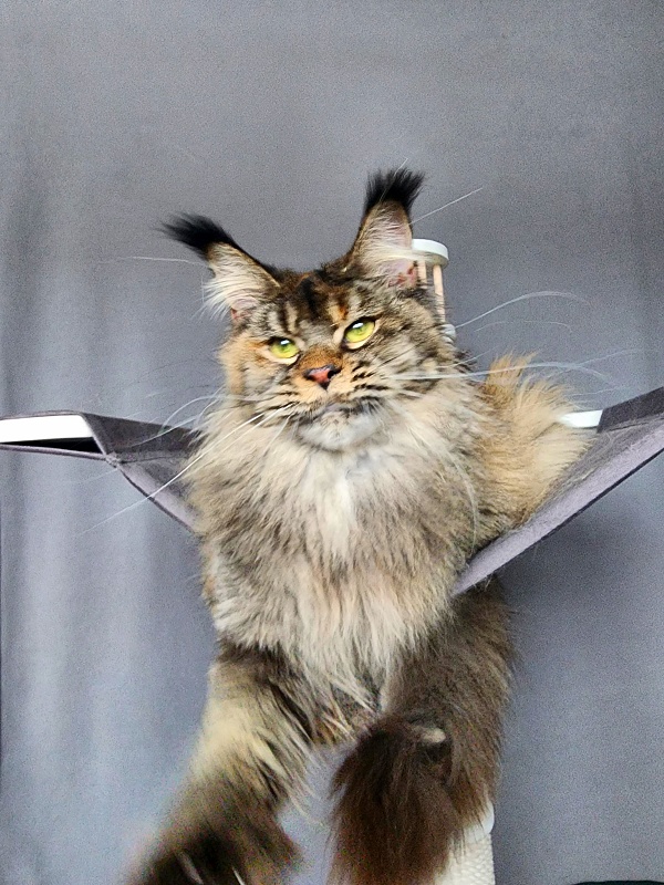 Messy Akbars (polydactyl 66/66) - Adult maine-coon 1 year 1 month 3 weeks