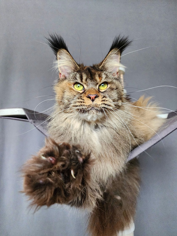 Messy Akbars (polydactyl 66/66) - Adult maine-coon 1 year 1 month 3 weeks