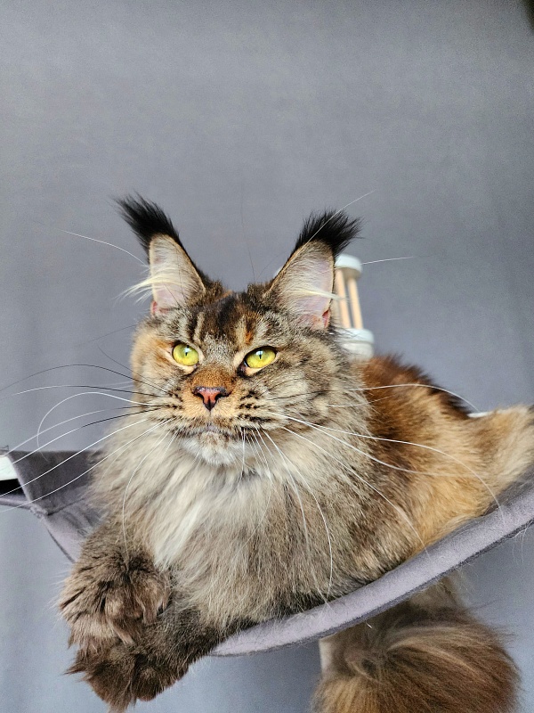 Messy Akbars (polydactyl 66/66) - Adult maine-coon 1 year 1 month 3 weeks