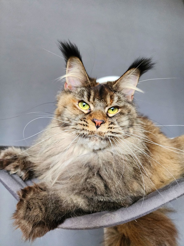 Messy Akbars (polydactyl 66/66) - Adult maine-coon 1 year 1 month 3 weeks