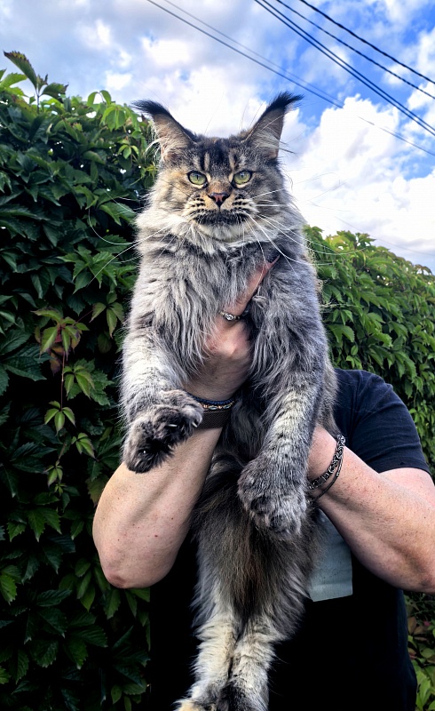 Messy Akbars (polydactyl 66/66) - Adult maine-coon 1 year 9 months