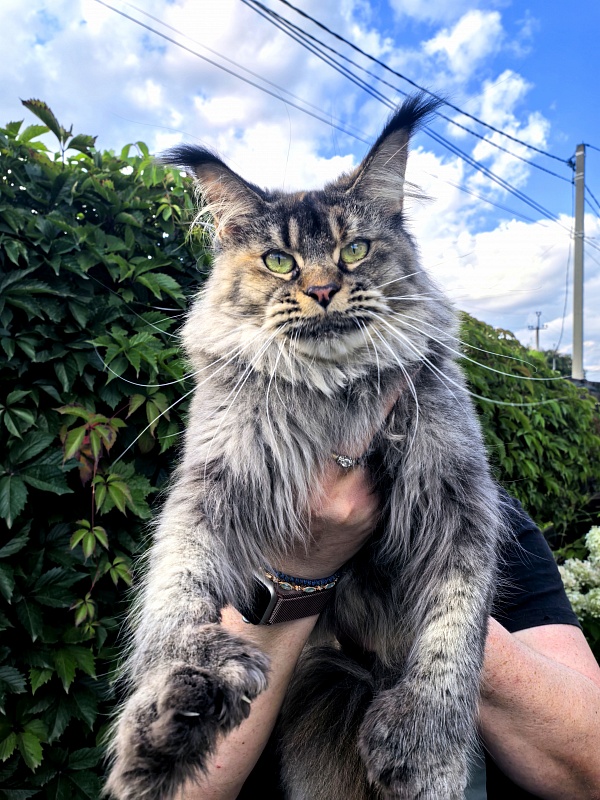 Messy Akbars (polydactyl 66/66) - Adult maine-coon 1 year 9 months