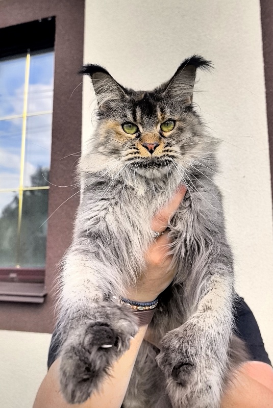 Messy Akbars (polydactyl 66/66) - Adult maine-coon 1 year 9 months