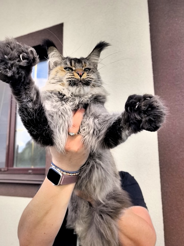 Messy Akbars (polydactyl 66/66) - Adult maine-coon 1 year 9 months