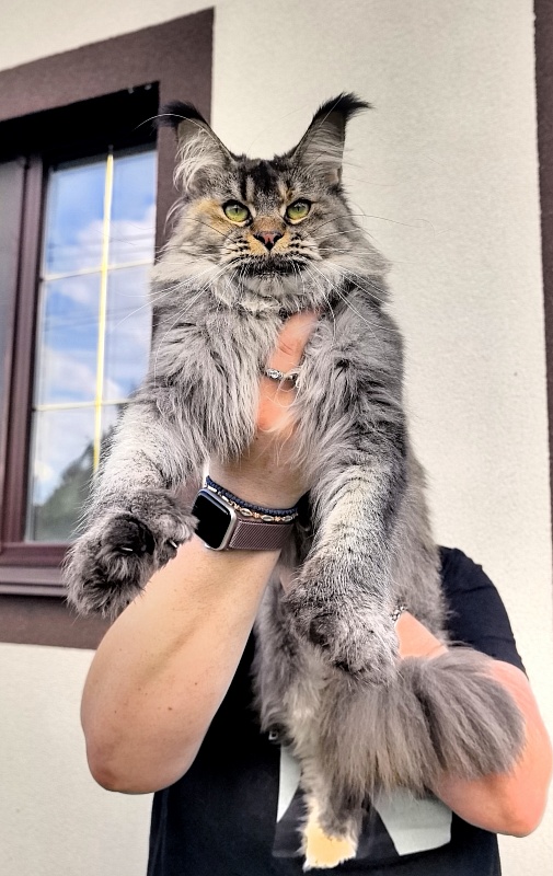 Messy Akbars (polydactyl 66/66) - Adult maine-coon 1 year 9 months