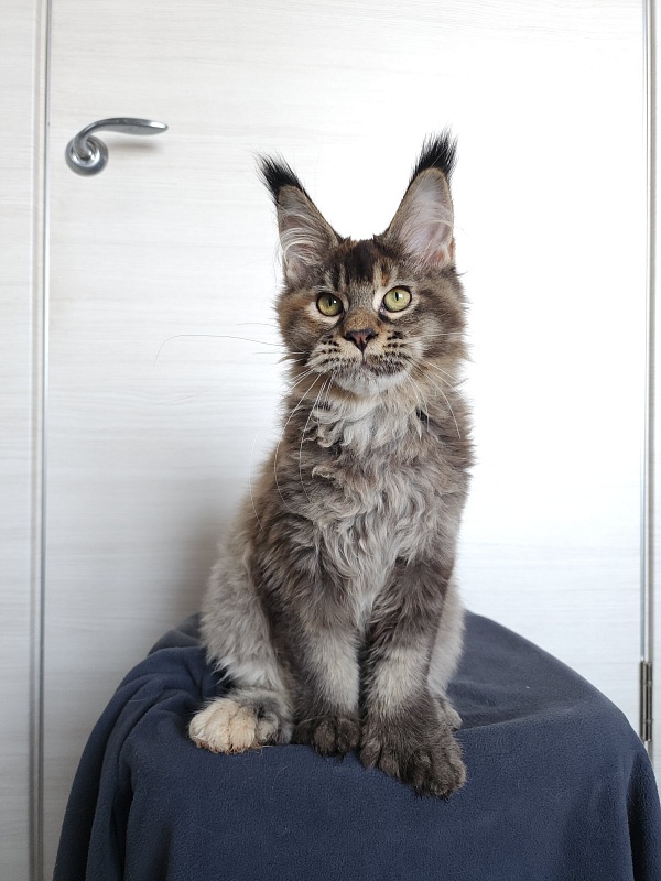 Messy Akbars (polydactyl 66/66) - Kitten maine-coon 4 months