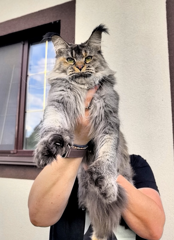 Messy Akbars (polydactyl 66/66) - Adult maine-coon 1 year 9 months