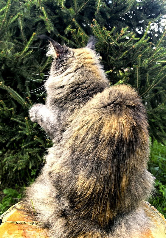 Messy Akbars (polydactyl 66/66) - Adult maine-coon 1 year 9 months