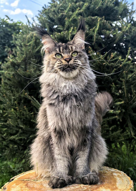 Messy Akbars (polydactyl 66/66) - Adult maine-coon 1 year 9 months