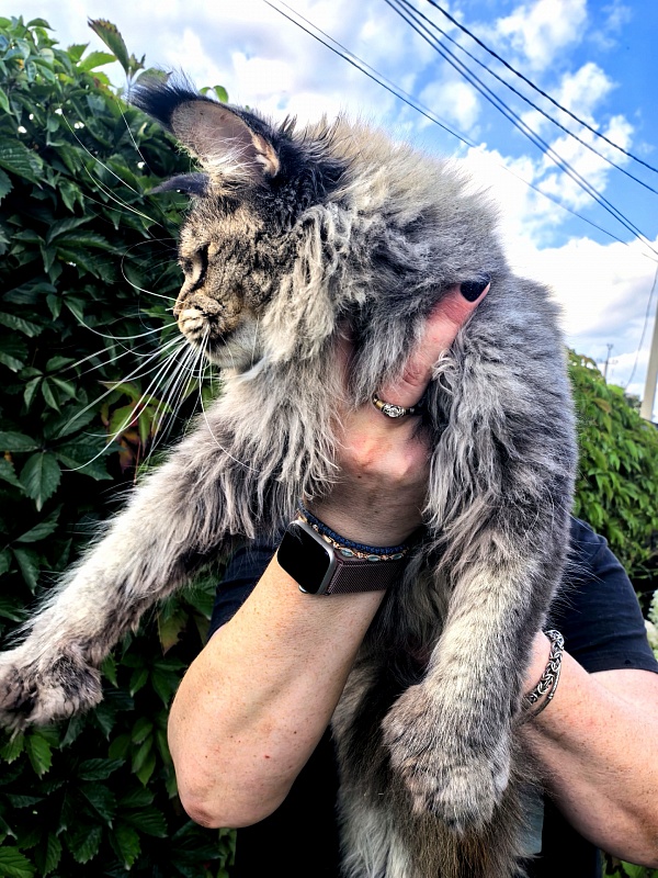 Messy Akbars (polydactyl 66/66) - Adult maine-coon 1 year 9 months