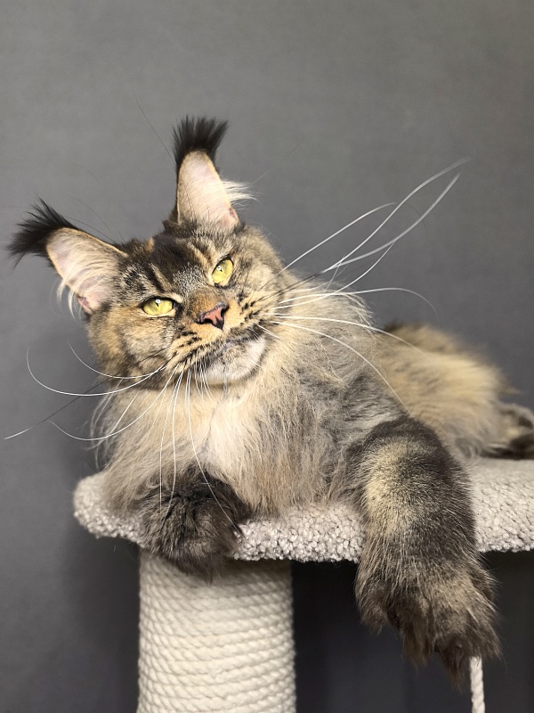 Messi  Akbars (polydactyl 66/66) - Adult maine-coon 2 years 1 week