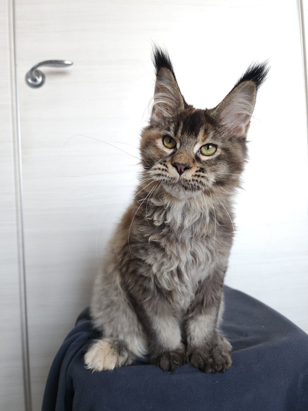 Messy Akbars (polydactyl 66/66) - Kitten maine-coon 4 months