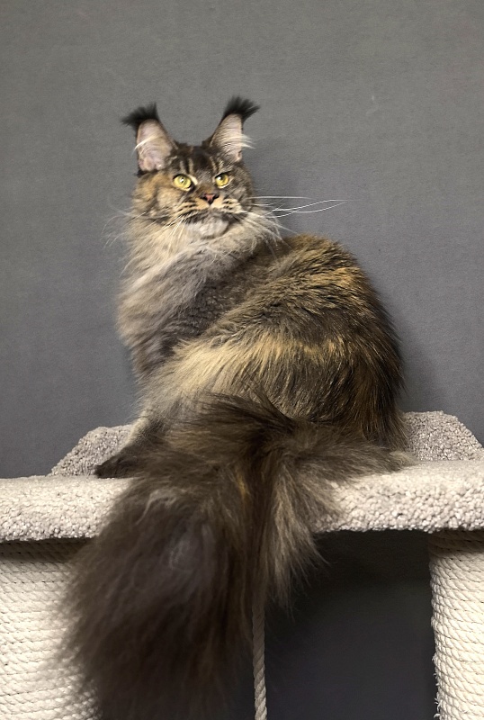 Messi  Akbars (polydactyl 66/66) - Adult maine-coon 2 years 1 week