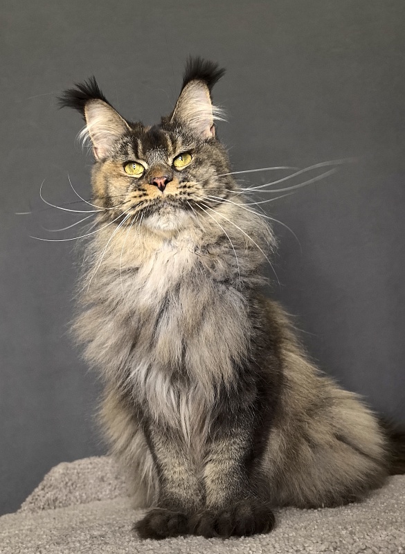 Messi  Akbars (polydactyl 66/66) - Adult maine-coon 2 years 1 week