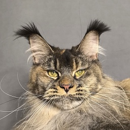 Messi  Akbars (polydactyl 66/66)