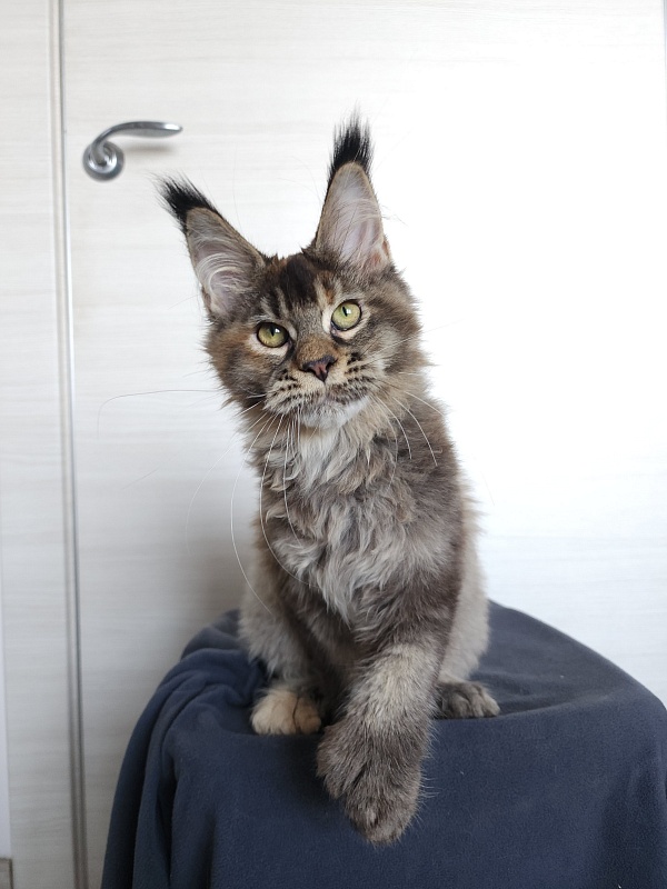 Messy Akbars (polydactyl 66/66) - Kitten maine-coon 4 months