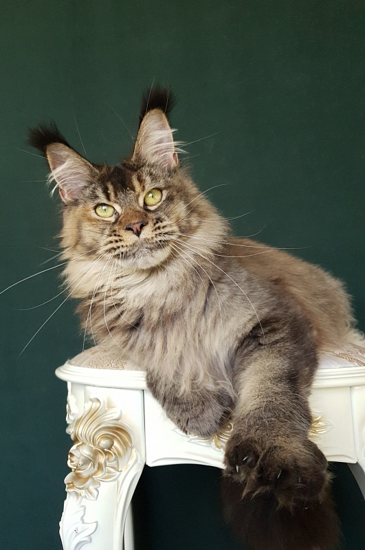 Messy Akbars (polydactyl 66/66) - Junior maine-coon 9 months 2.5 weeks