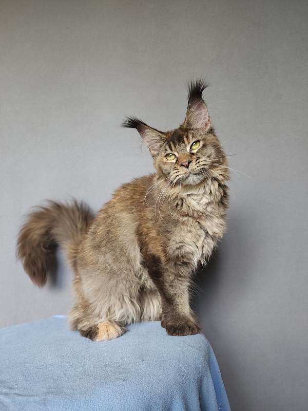 Messy Akbars (polydactyl 66/66) - Kitten maine-coon 6 months 0.5 weeks