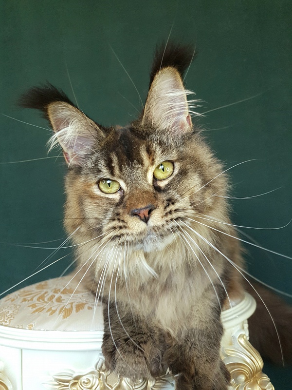Messy Akbars (polydactyl 66/66) - Junior maine-coon 9 months 2.5 weeks