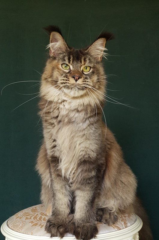 Messy Akbars (polydactyl 66/66) - Junior maine-coon 9 months 2.5 weeks