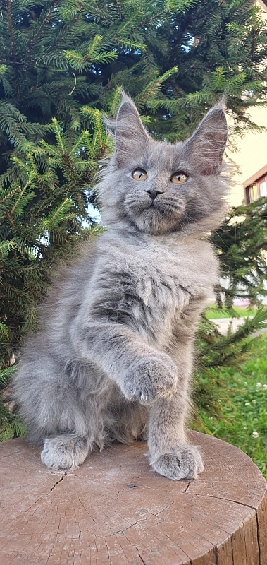 Capriz Akbars - Kitten maine-coon 2 months 2.5 weeks