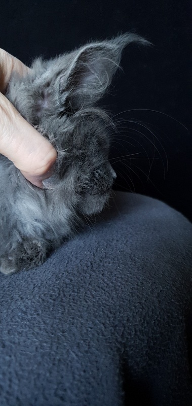 Caspar Akbars - Kitten maine-coon 2 months 1.5 week